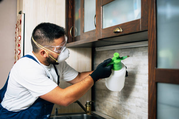 Best Wasp Removal Services  in Obion, TN