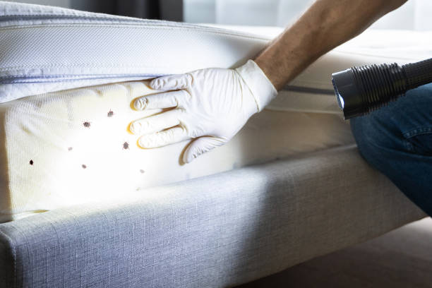 Best Flea Control Services  in Obion, TN
