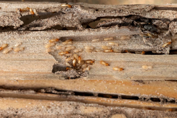 Pest Prevention Services in Obion, TN